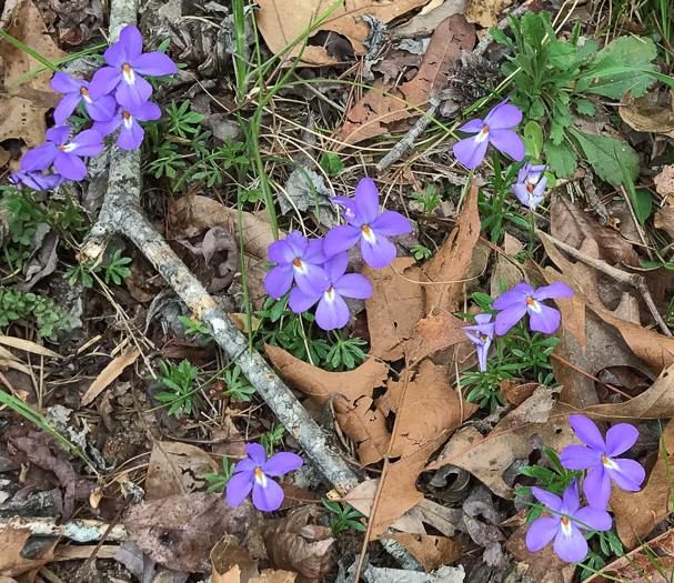 image of Viola pedata ssp. pedata, Common Birdsfoot Violet