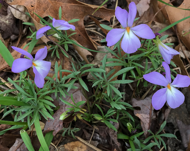image of Viola pedata ssp. pedata, Common Birdsfoot Violet