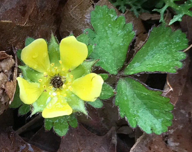 Potentilla indica, Indian Strawberry, Mock Strawberry, Snakeberry