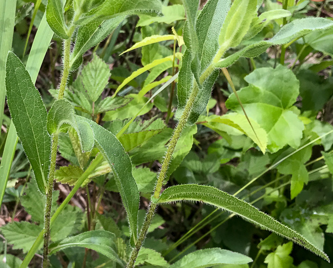 image of Rudbeckia hirta var. pulcherrima, Weedy Black-eyed Susan