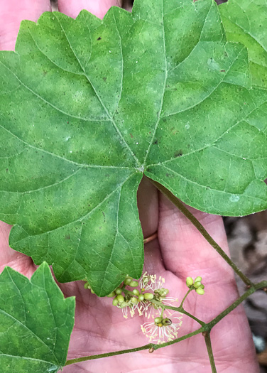 image of Vitis rotundifolia, Muscadine, Scuppernong