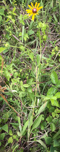 image of Rudbeckia hirta var. pulcherrima, Weedy Black-eyed Susan