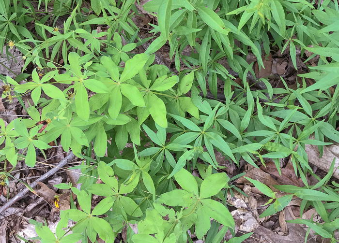 image of Anacis major, Whorled Coreopsis, Woodland Coreopsis