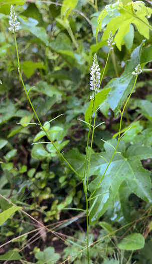 image of Senega ambigua, Loose Milkwort, Alternate Milkwort, Whorled Milkwort