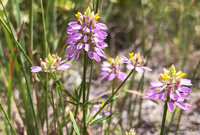 image of Senega curtissii, Curtiss's Milkwort, Appalachian Milkwort