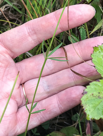 image of Senega ambigua, Loose Milkwort, Alternate Milkwort, Whorled Milkwort