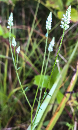 image of Senega ambigua, Loose Milkwort, Alternate Milkwort, Whorled Milkwort