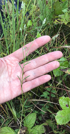 image of Senega ambigua, Loose Milkwort, Alternate Milkwort, Whorled Milkwort