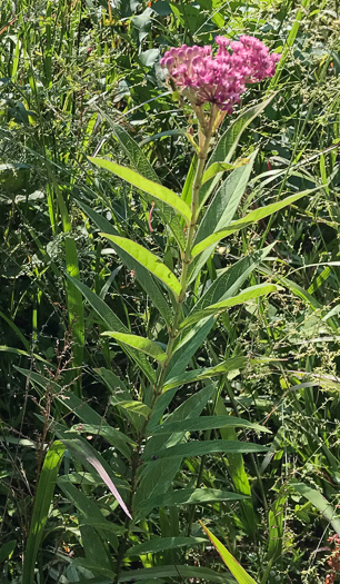 image of Asclepias incarnata ssp. pulchra, Eastern Swamp Milkweed