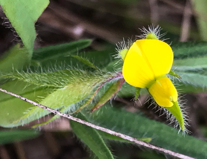 image of Crotalaria sagittalis var. sagittalis, Arrowhead Rattlebox, Common Rattlebox