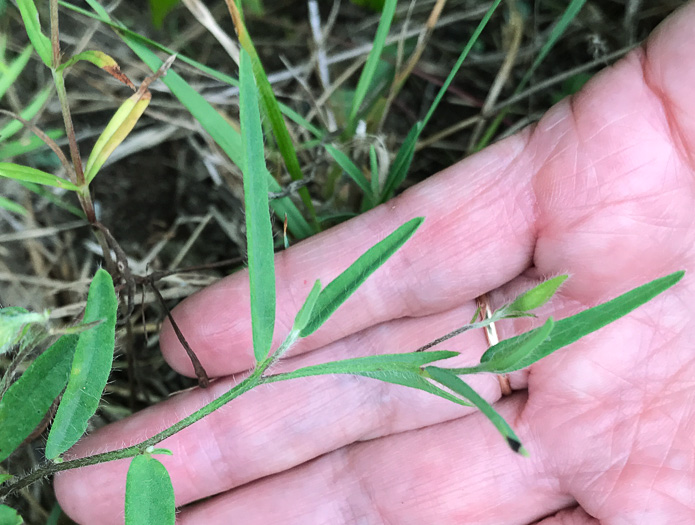 image of Crotalaria sagittalis var. sagittalis, Arrowhead Rattlebox, Common Rattlebox