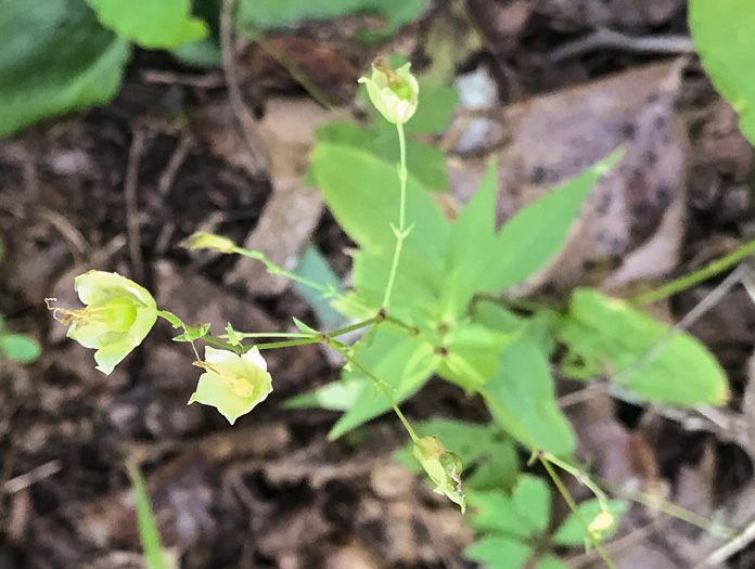 image of Silene stellata, Starry Campion, Widow's-frill