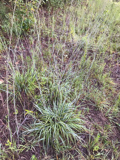 image of Anatherum ternarium, Splitbeard Bluestem, Silvery Bluestem