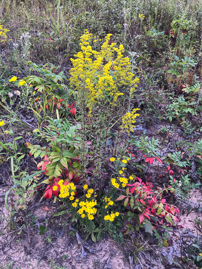 image of Solidago nemoralis, Eastern Gray Goldenrod