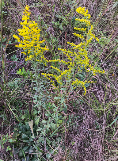 image of Solidago nemoralis, Eastern Gray Goldenrod