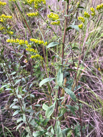 image of Solidago nemoralis, Eastern Gray Goldenrod