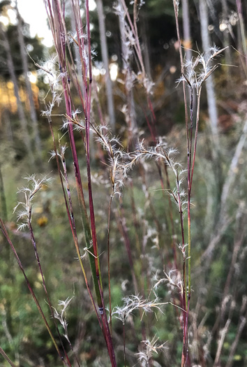 image of Schizachyrium scoparium, Common Little Bluestem