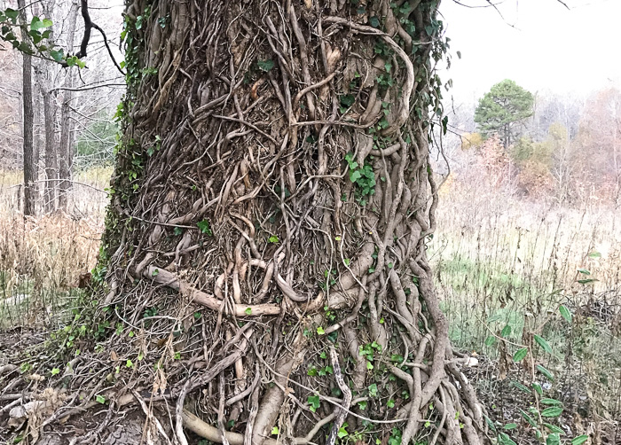 image of Hedera helix, English Ivy, Common Ivy
