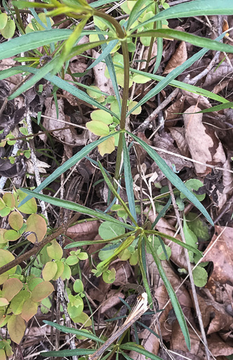 image of Anacis major, Whorled Coreopsis, Woodland Coreopsis