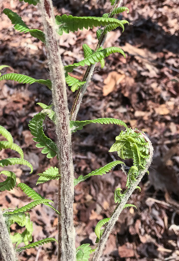 image of Osmundastrum cinnamomeum ssp. cinnamomeum, Cinnamon Fern