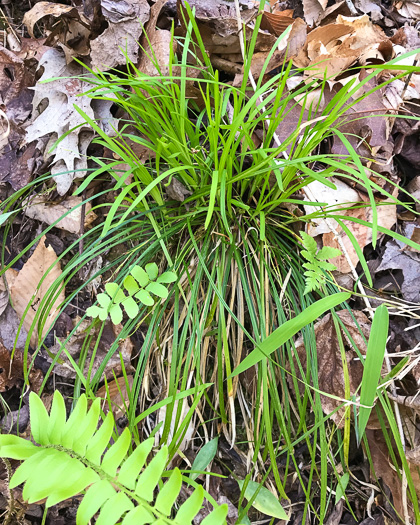 image of Carex pedunculata, Longstalk Sedge, Pedunculate Sedge