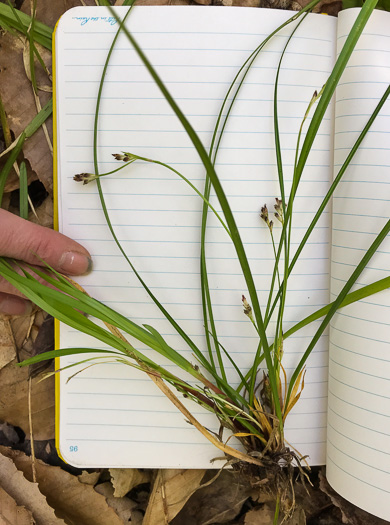 image of Carex pedunculata, Longstalk Sedge, Pedunculate Sedge