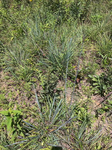 image of Anatherum ternarium, Splitbeard Bluestem, Silvery Bluestem