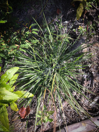 image of Scleria elliottii, Broad-leaved Hairy Nutrush, Elliott's Nutrush