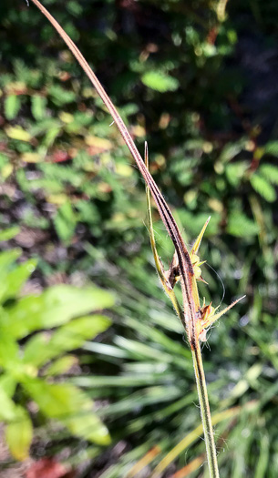 image of Scleria elliottii, Broad-leaved Hairy Nutrush, Elliott's Nutrush