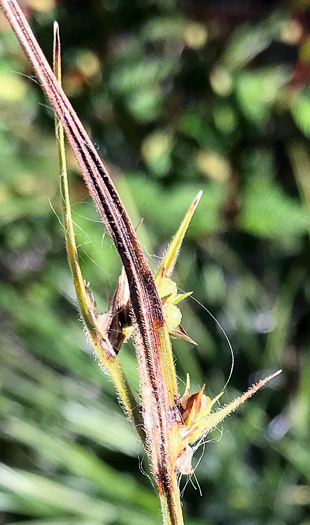 image of Scleria elliottii, Broad-leaved Hairy Nutrush, Elliott's Nutrush