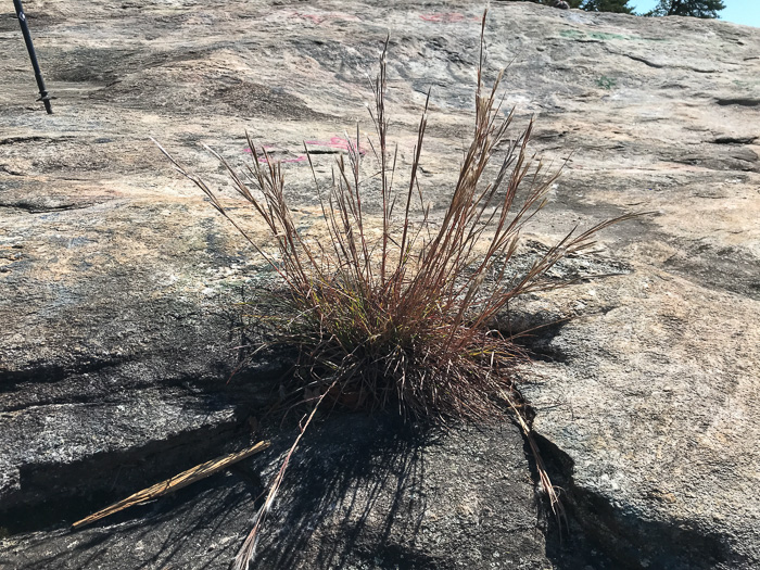 image of Anatherum ternarium, Splitbeard Bluestem, Silvery Bluestem