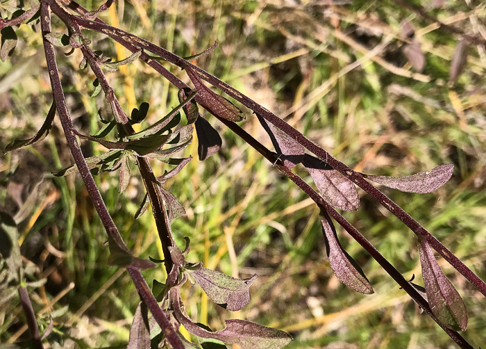 image of Solidago nemoralis, Eastern Gray Goldenrod