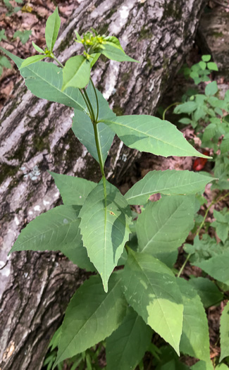 image of Silphidium latifolium, Broadleaf Tickseed, Broadleaf Coreopsis