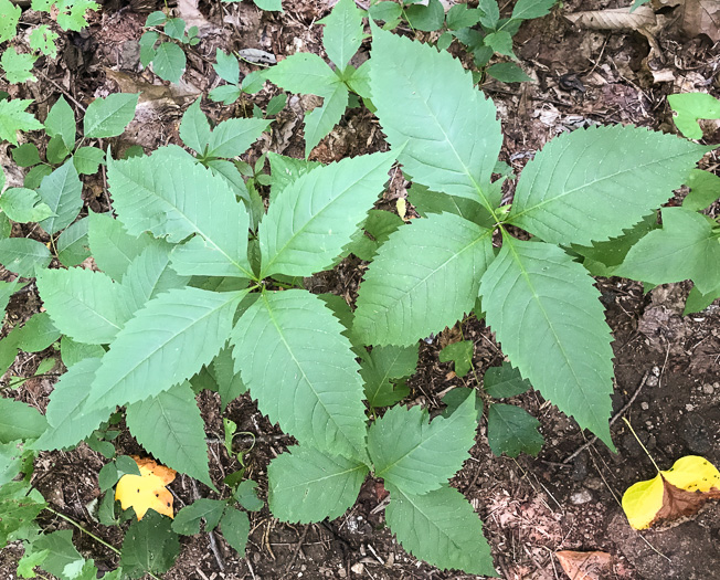 image of Silphidium latifolium, Broadleaf Tickseed, Broadleaf Coreopsis