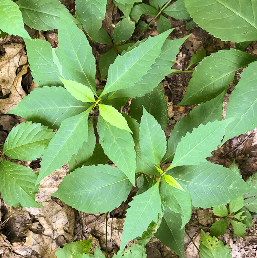 image of Silphidium latifolium, Broadleaf Tickseed, Broadleaf Coreopsis