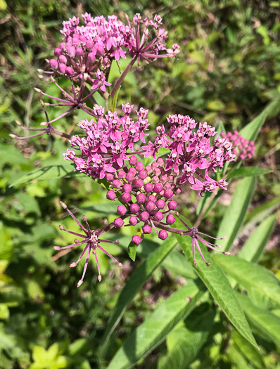 image of Asclepias incarnata ssp. pulchra, Eastern Swamp Milkweed