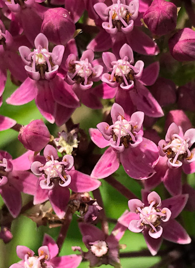 image of Asclepias incarnata ssp. pulchra, Eastern Swamp Milkweed