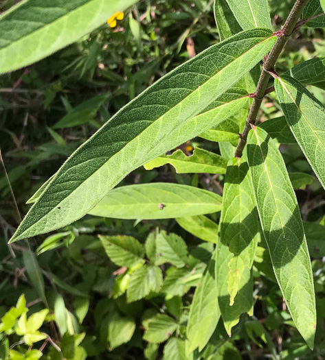 image of Asclepias incarnata ssp. pulchra, Eastern Swamp Milkweed