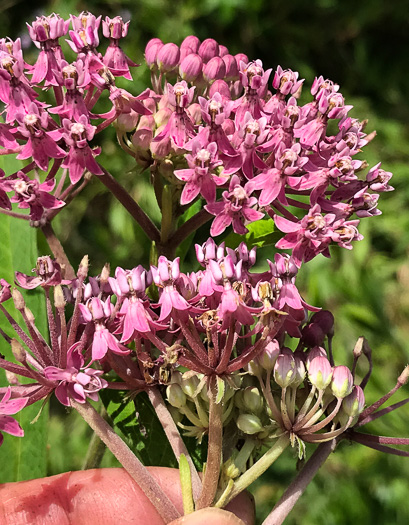 image of Asclepias incarnata ssp. pulchra, Eastern Swamp Milkweed