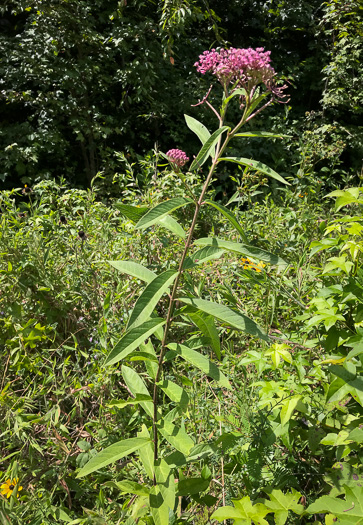image of Asclepias incarnata ssp. pulchra, Eastern Swamp Milkweed