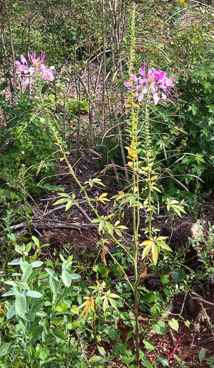 image of Tarenaya houtteana, Cleome, Spiderflower, Pinkqueen