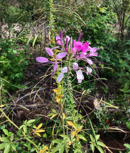 image of Tarenaya houtteana, Cleome, Spiderflower, Pinkqueen