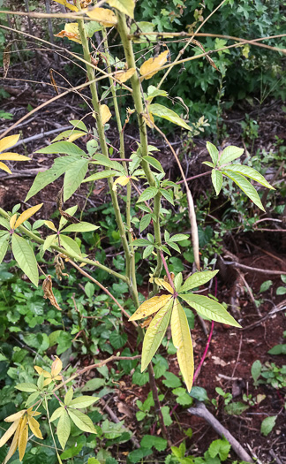 image of Tarenaya houtteana, Cleome, Spiderflower, Pinkqueen