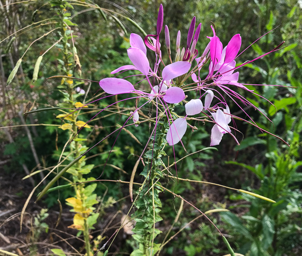 image of Tarenaya houtteana, Cleome, Spiderflower, Pinkqueen