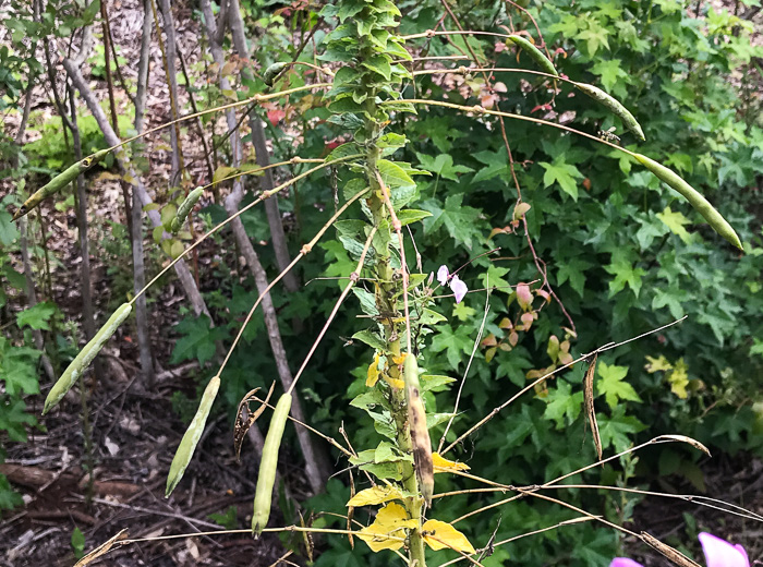 image of Tarenaya houtteana, Cleome, Spiderflower, Pinkqueen
