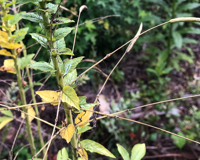 image of Tarenaya houtteana, Cleome, Spiderflower, Pinkqueen