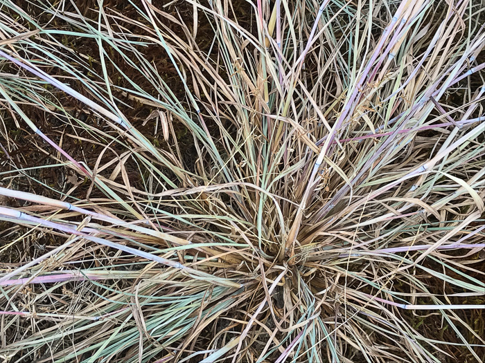 image of Schizachyrium scoparium, Common Little Bluestem