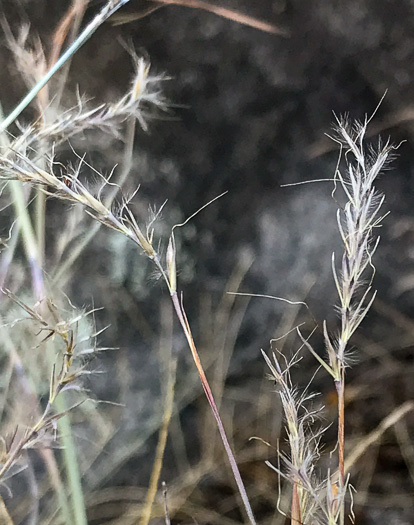 image of Schizachyrium scoparium, Common Little Bluestem