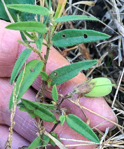 image of Crotalaria sagittalis var. sagittalis, Arrowhead Rattlebox, Common Rattlebox