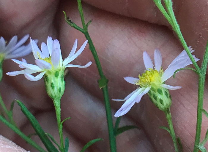 Symphyotrichum racemosum var. subdumosum, Small White Oldfield Aster